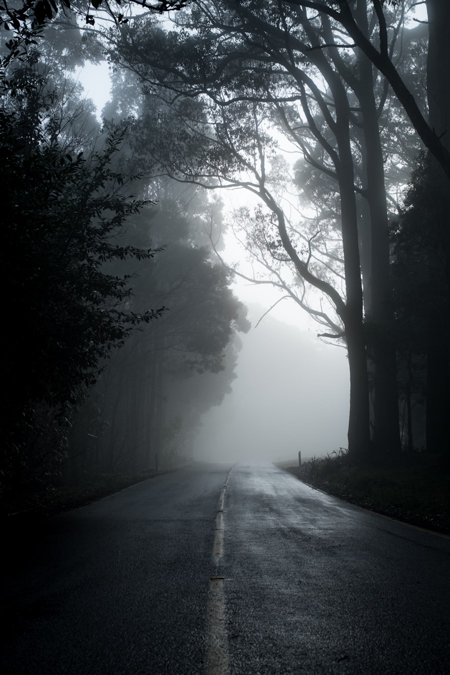 foggy woods road